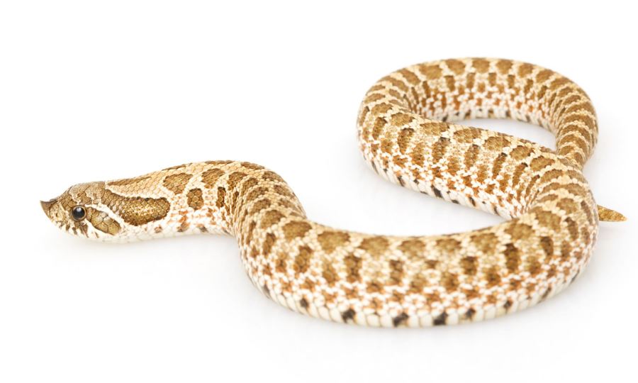 セイブシシバナヘビ 爬虫類図鑑